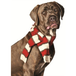 Chilly Dog White / Red Scarf | PrestigeProductsEast.com