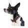 Gold Paw Martingale Collar - Canyon