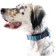 Gold Paw Side Release Collar - Riverbed
